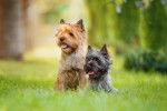 Photo Cairn Terrier