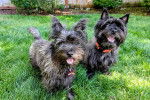 Deux Cairn Terrier sur une surface herbacée et portant tous les deux un collier autour de leurs cous