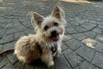 Un Cairn Terrier assis sur un sol pavé et qui est tenu en laisse 