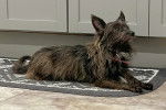 Un Cairn Terrier allongé sur un tapis et portant un harnais 