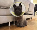 Un Cairn Terrier assis sur un plancher et portant un carcan 