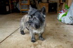 Un Cairn Terrier sur une surface bétonnée 