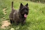 Un Cairn Terrier sur un terrain herbeux et ayant la langue pendante 