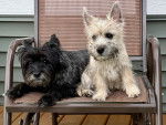 Deux Cairn Terrier sur une chaise 