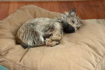 Un Cairn Terrier allongé sur un petit lit 