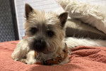 Un Cairn Terrier allongé sur un lit et portant un collier autour du cou