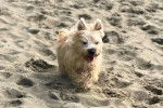 Un Cairn Terrier sur une surface sableuse