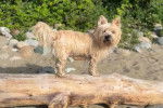 Un Cairn Terrier sur un tronc d'arbre et regardant vers la caméra 