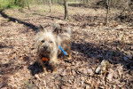 Un Cairn Terrier sur un sol jonchés de feuilles mortes et portant un harnais 