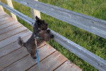 Un Cairn Terrier sur un pont en bois et qui est tenu en laisse