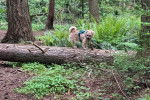 Un Cairn Terrier sur un tronc d'arbre et portant un harnais 