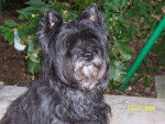 Ouvea - Cairn Terrier (14 ans)