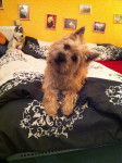 Milow - Cairn Terrier Mâle (1 an)
