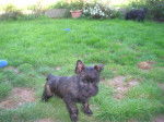 FORES bébé - Cairn Terrier (2 ans)