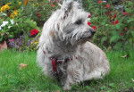 Viona - Cairn Terrier (8 ans)