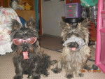 deja and santa modeling - Cairn Terrier (11 mois)
