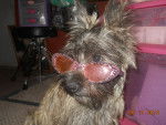 deja modeling - Cairn Terrier (11 mois)