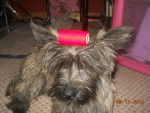 deja modeling - Cairn Terrier (11 mois)