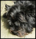 paddy - Cairn Terrier (13 ans)