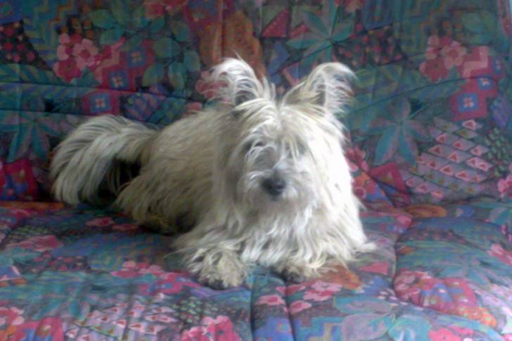 Idefix - Cairn Terrier (3 ans)