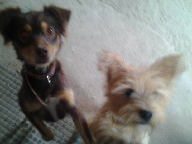 Tana y Lasi con el pelo corto, lasi es un cairn terrier, y tana es una mestiza de podenco - Cairn Terrier (3 ans)