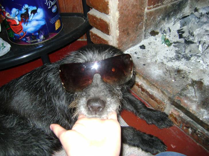 Winylu con sus lentes >_ - Cairn Terrier (11 mois)