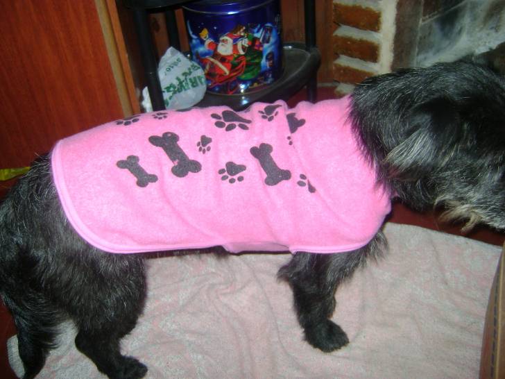 Winy,con su nuevo abrigo - Cairn Terrier (11 mois)