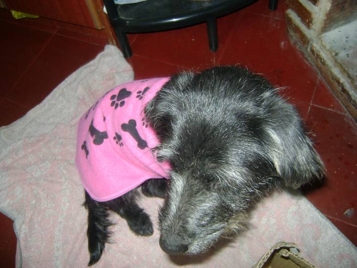 Wiiinnn - Cairn Terrier (11 mois)