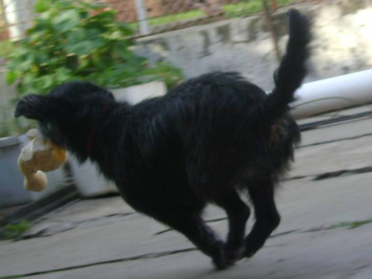 Winy.. - Cairn Terrier (11 mois)