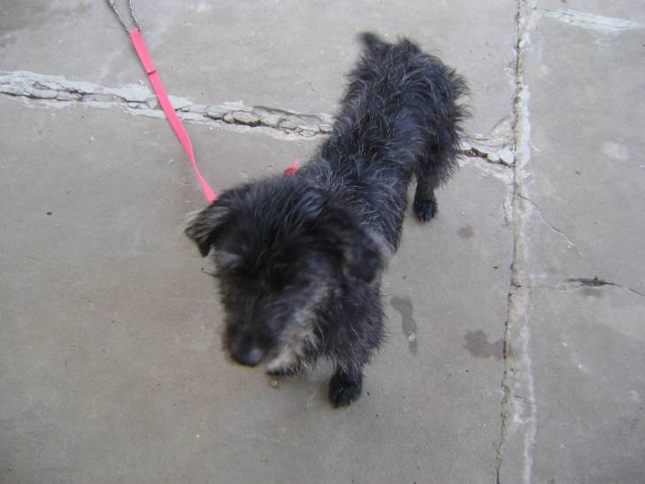 Winy,sacudiendose despues de su baño - Cairn Terrier (1 an)