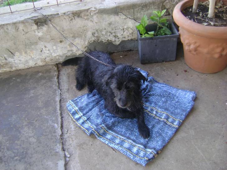 Winy,sacudiendose despues de su baño - Cairn Terrier (1 an)