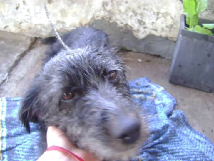 Winylu - Cairn Terrier (1 an)