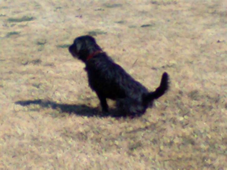 Winylu hacien pipi - Cairn Terrier (1 an)