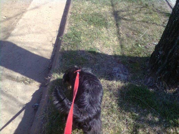 Winylu cuando ibamos a la plaza - Cairn Terrier (1 an)