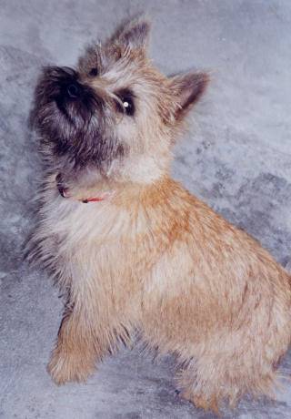 Cairn Terrier - Cairn Terrier