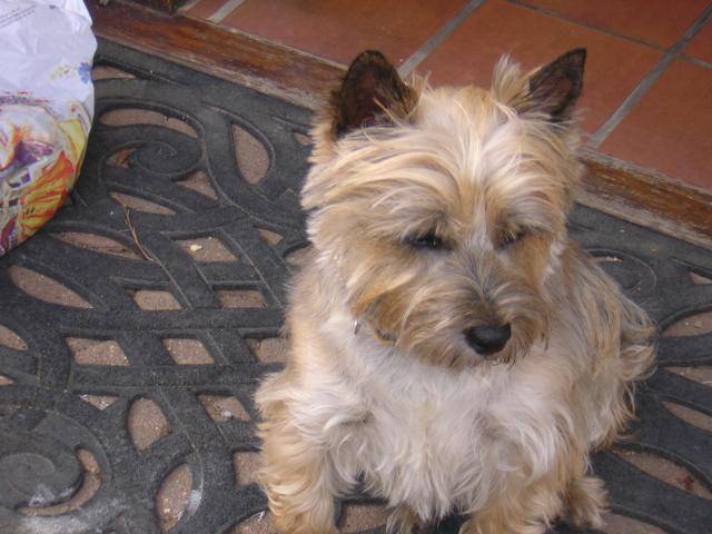 Chippie - Femelle Cairn Terrier ! - Cairn Terrier