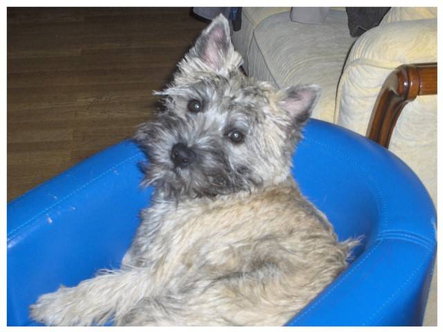 Cairn Terrier - E Wally du Little Soannan - Cairn Terrier
