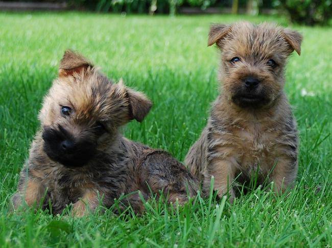 Chiots Cairn terriers de la Tonnelle aux Orchidées - Cairn Terrier