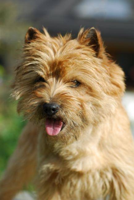 Tara Cottage United Kingdom, dit "Unnan" - Cairn Terrier