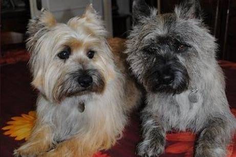 Cooky et Diablo, cairns terriers - Cairn Terrier