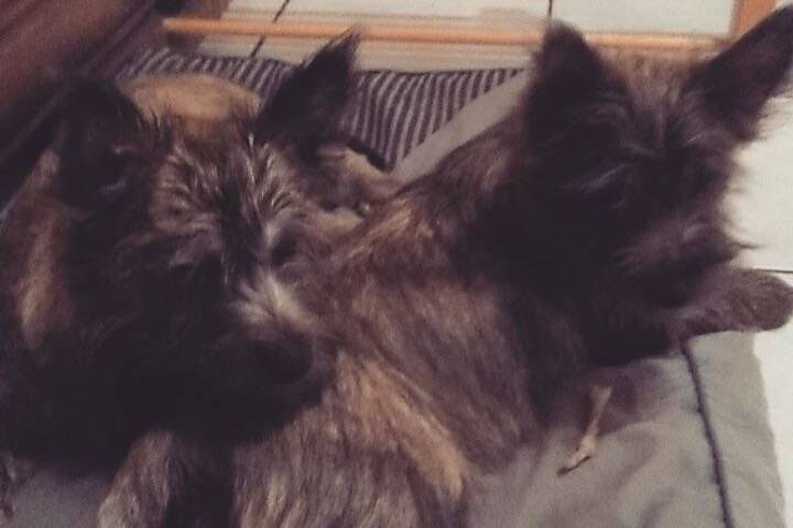 Malia & Mac - Cairn Terrier (5 mois)