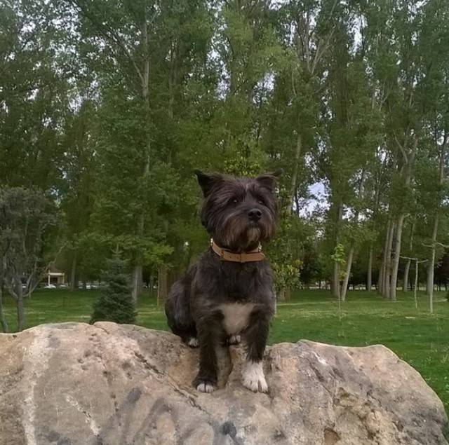 Fox - Cairn Terrier Mâle (3 ans)