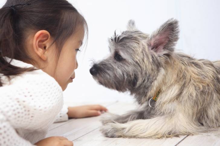 Un Cairn Terrier avec une petite fille