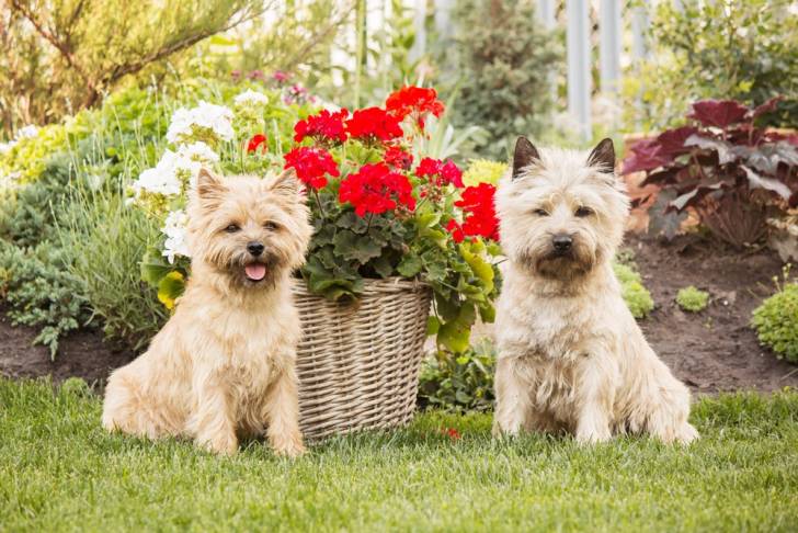 Deux Cairn Terriers beiges côte à côte
