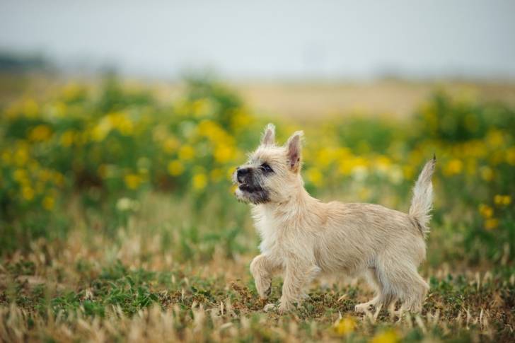 Photo Cairn Terrier