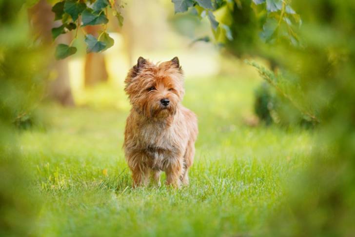 Photo Cairn Terrier
