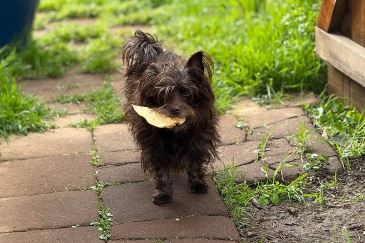Un Cairn Terrier regardant vers la caméra et ayant une feuille dans sa gueule 