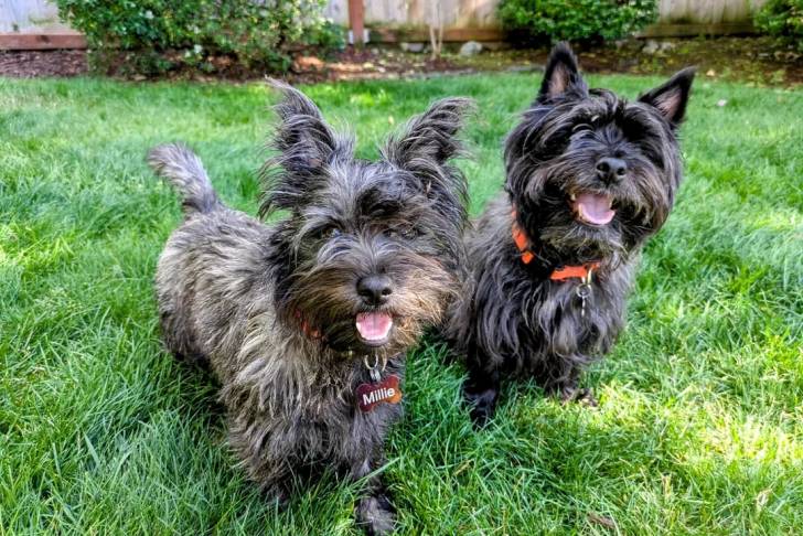 Deux Cairn Terrier sur une surface herbacée et portant tous les deux un collier autour de leurs cous