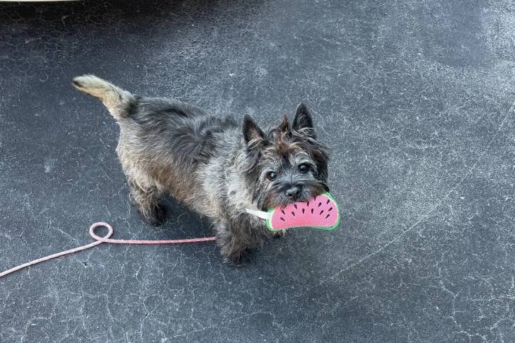 Un Cairn Terrier sur une surface bétonnée et ayant un jouet en forme de tranche de pastèque dans sa gueule 