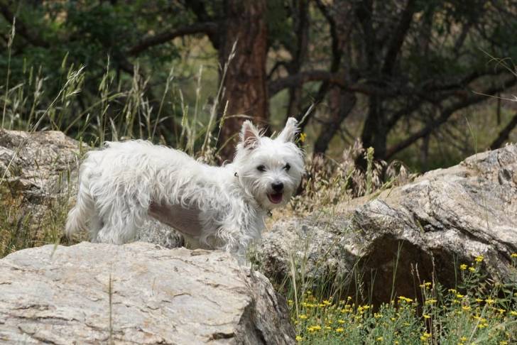 Un Cairn Terrier sur une surface herbacée et regardant vers la caméra 